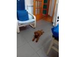 BARBONCINO TOY RED