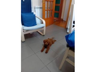 BARBONCINO TOY RED