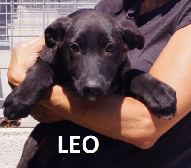 CANE IN ADOZIONE: LEO dolce carbonello - Foto 2