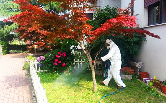 Disinfestazione Giardini a Catanzaro e provincia - Foto 2