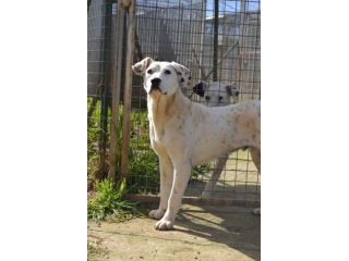 Fergus , cucciolo di 8 mesi in adozione r