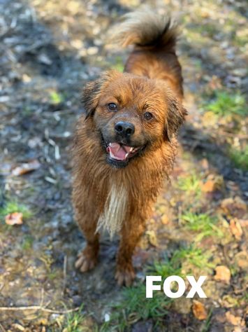 FOX, nanetto super simpatico cerca famiglia! - Foto 5