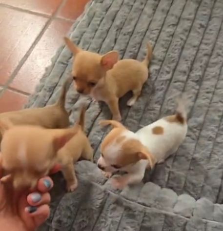 Chihuahua femmina pedigree - Foto 4