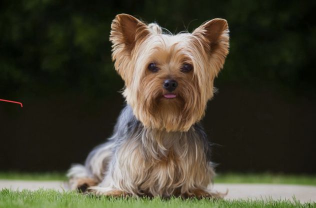 Cucciole di Yorkshire Terrier