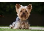 Cucciole di Yorkshire Terrier