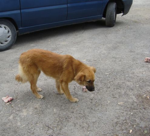 GILDA, mix golden molto bella - Foto 3
