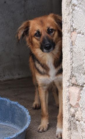FRECCIA - 4 ANNI - 13/15 KG CIRCA - Foto 4