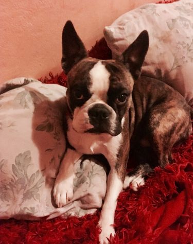 Dog sitter a Lucca - Foto 2