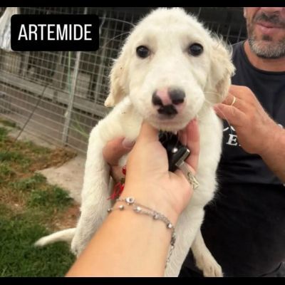 MERAVIGLIOSI CUCCIOLI IN ADOZIONE - Foto 3