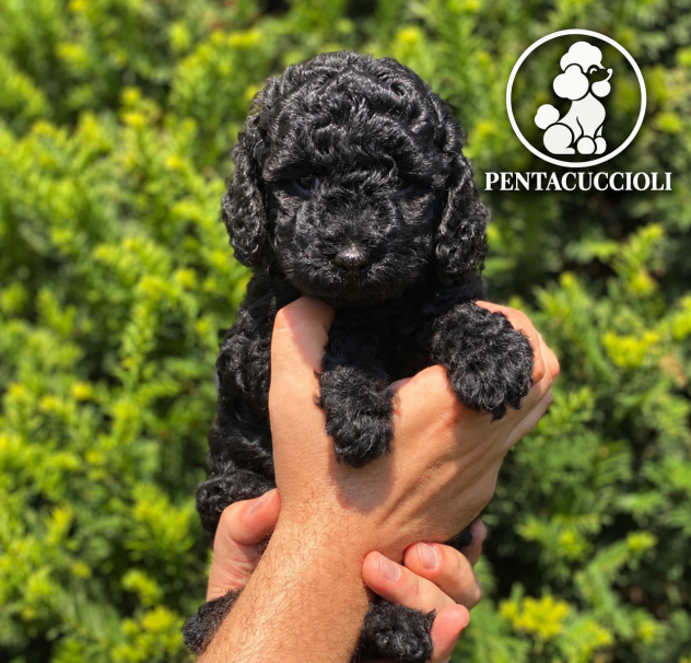 BARBONCINO TOY NERONE-pagamento rate