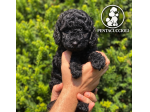 BARBONCINO TOY NERONE-pagamento rate