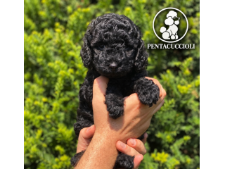 BARBONCINO TOY NERONE-pagamento rate