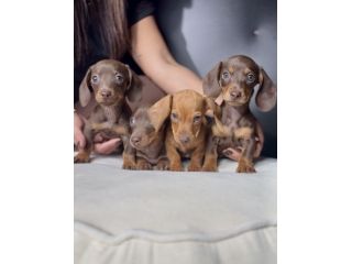 BASSOTTO NANO TEDESCO CHOCO - BASSOTTI NANI cuccioli - PAGAMENTO RATE