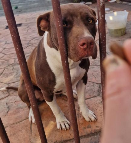 SASHA CUCCIOLA AMSTAFF 10 MESI CESSIONE DI PROPRIETA’ - Foto 3