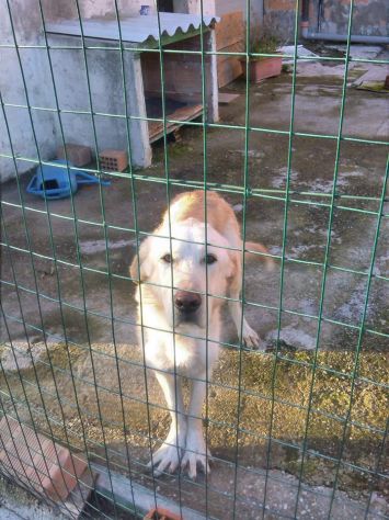 DUKE, splendida creatura - Foto 3