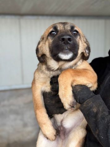CUCCIOLI IN ADOZIONE: RANDY TENERO LUPETTO TG MEDIA - Foto 2