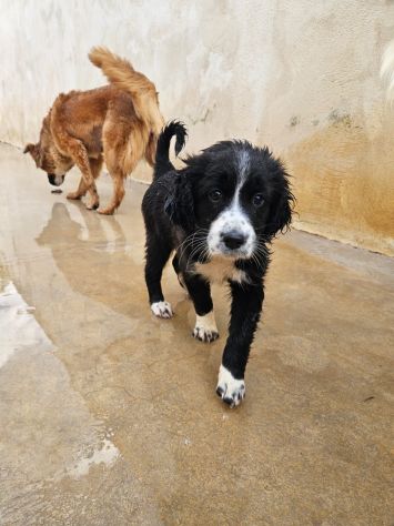 Martina: cucciola taglia contenuta - Foto 3