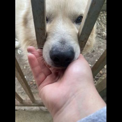 RUNNER cerca casa CANE IN ADOZIONE - Foto 4