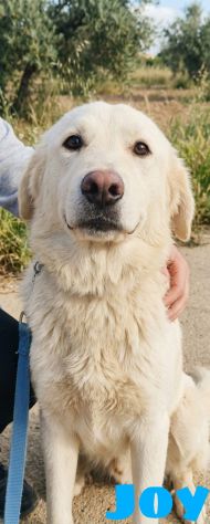 Joy pastore maremmano in adozione cerca da tanto tempo una casa - Foto 5