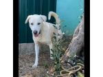 CAGNOLINO CERCA CASA:  HOTSPOT GIOIOSO E SOCIEVOLE
