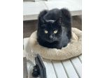 Cat sitter