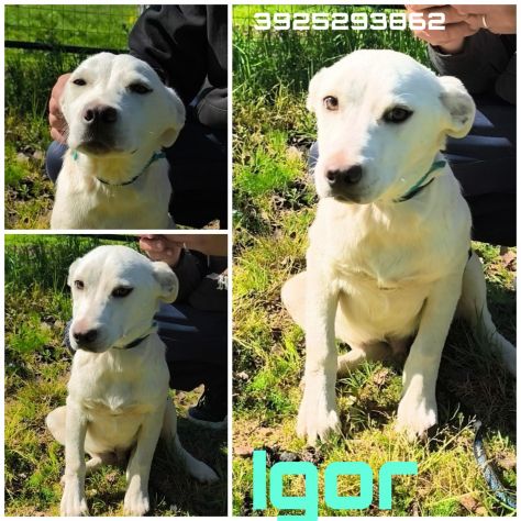 Cagnolini in adozione futura tg. medio contenuta cercano una famiglia per sempre - Foto 10