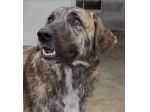 CANE IN ADOZIONE: TIAGO