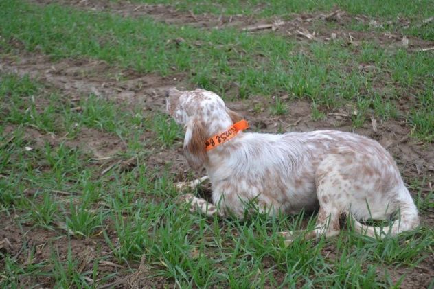 Allenamento e/o Addestramento Cani da Caccia (preferibilmente Setter Inglesi) - Foto 4
