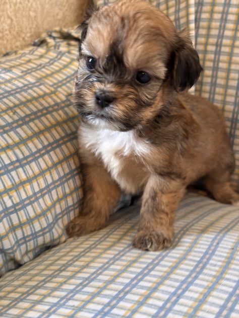 Cuccioli di cane Shihpoo