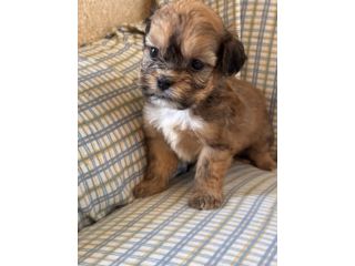 Cuccioli di cane Shihpoo