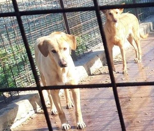 Jack portato in canile(lager!!)dal padrone 6ANNI FA! LEGGETE!SOS AGRIGENTO - Foto 3