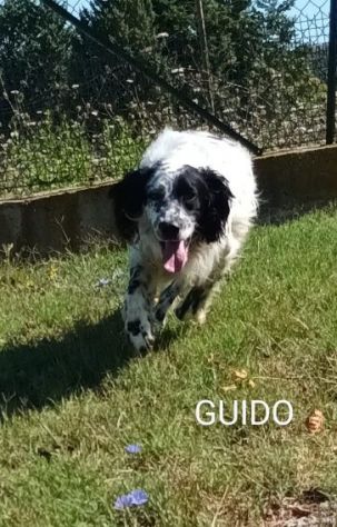 GUIDO 4anni vivace, buono, ama correre - Foto 4