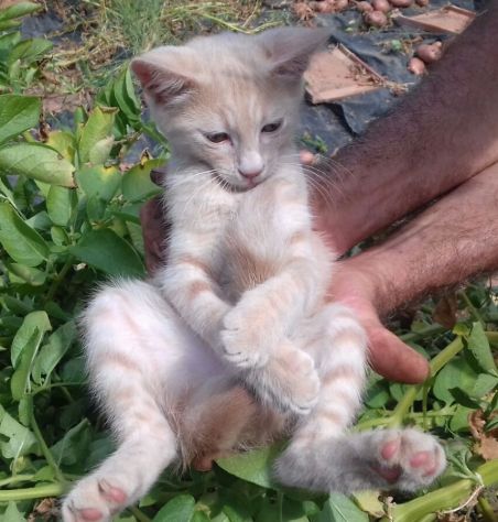 NERINO E CHAMPAGNINO, teneri micini - Foto 3