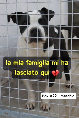 MIRKO AMSTAFF 8 ANNI - Foto 2