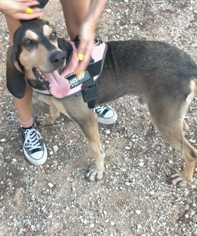 GIULIO IN ADOZIONE - Foto 6