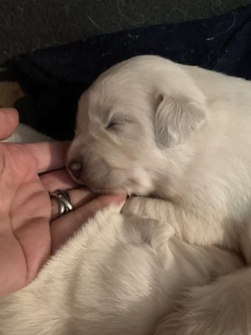 Cuccioli Pastore Maremmano Abruzzese - Foto 3