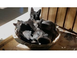 GATTINI NATI IN CASA simil Bombay