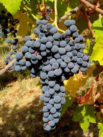 100 anni di Vino in OLTREPO - Foto 5
