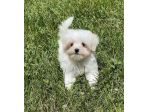 maltese toy