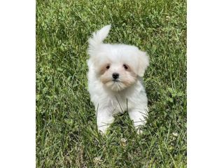 maltese toy