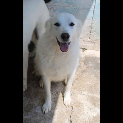 ARES, ACHILLE, ARAMIS SPLENDIDI CANI IN ADOZIONE - Foto 3