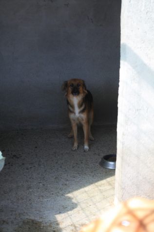 FRECCIA 4 ANNI 12 kg circa - Foto 2