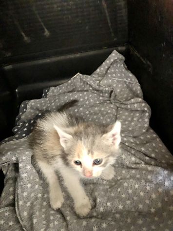 3 splendide gattine di solo 2 mesi - Foto 5