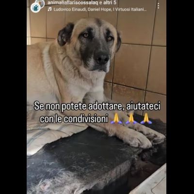 OMBRA ADORABILE CAGNOLONA IN ADOZIONE - Foto 5