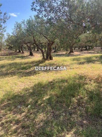 V2500 - In vendita a Trapani terreno agricolo con uliveto - Foto 2