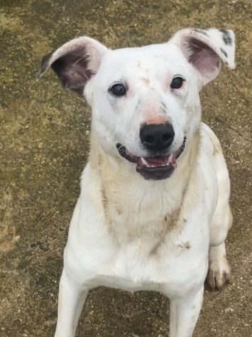 Fayla la dolcezza fatta cane - Foto 4