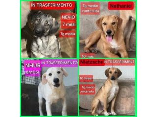 CUCCIOLI IN ADOZIONE