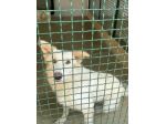 DALILA TENERISSIMA CANE IN ADOZIONE