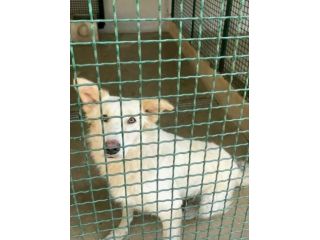 DALILA TENERISSIMA CANE IN ADOZIONE