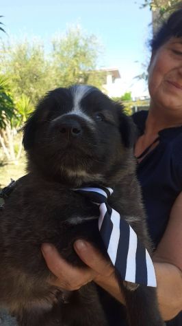 Ulisse cucciolo - Foto 3